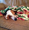 Dottie
