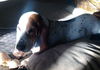 Dottie