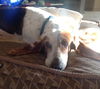 Dottie
