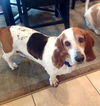 Dottie
