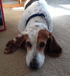 Dottie