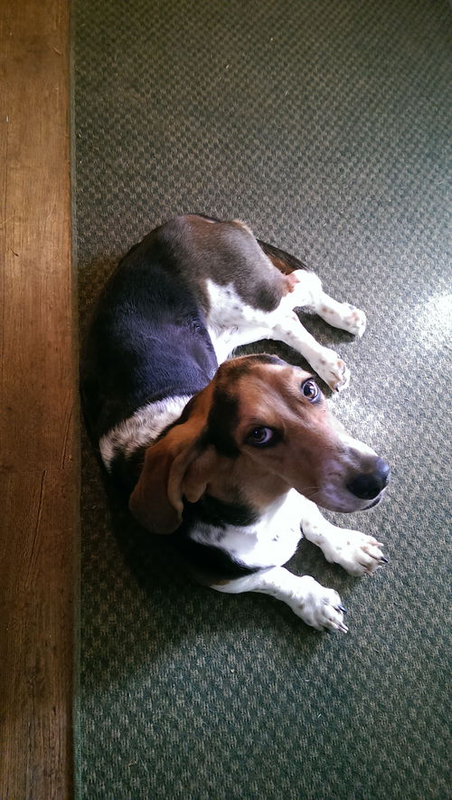 Bitsy