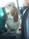 Roxy