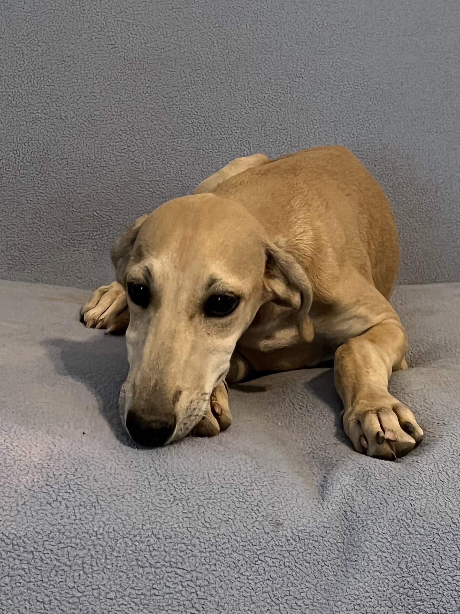 Dog for Adoption - Julie, a Whippet in Reno, NV | Alpha Paw