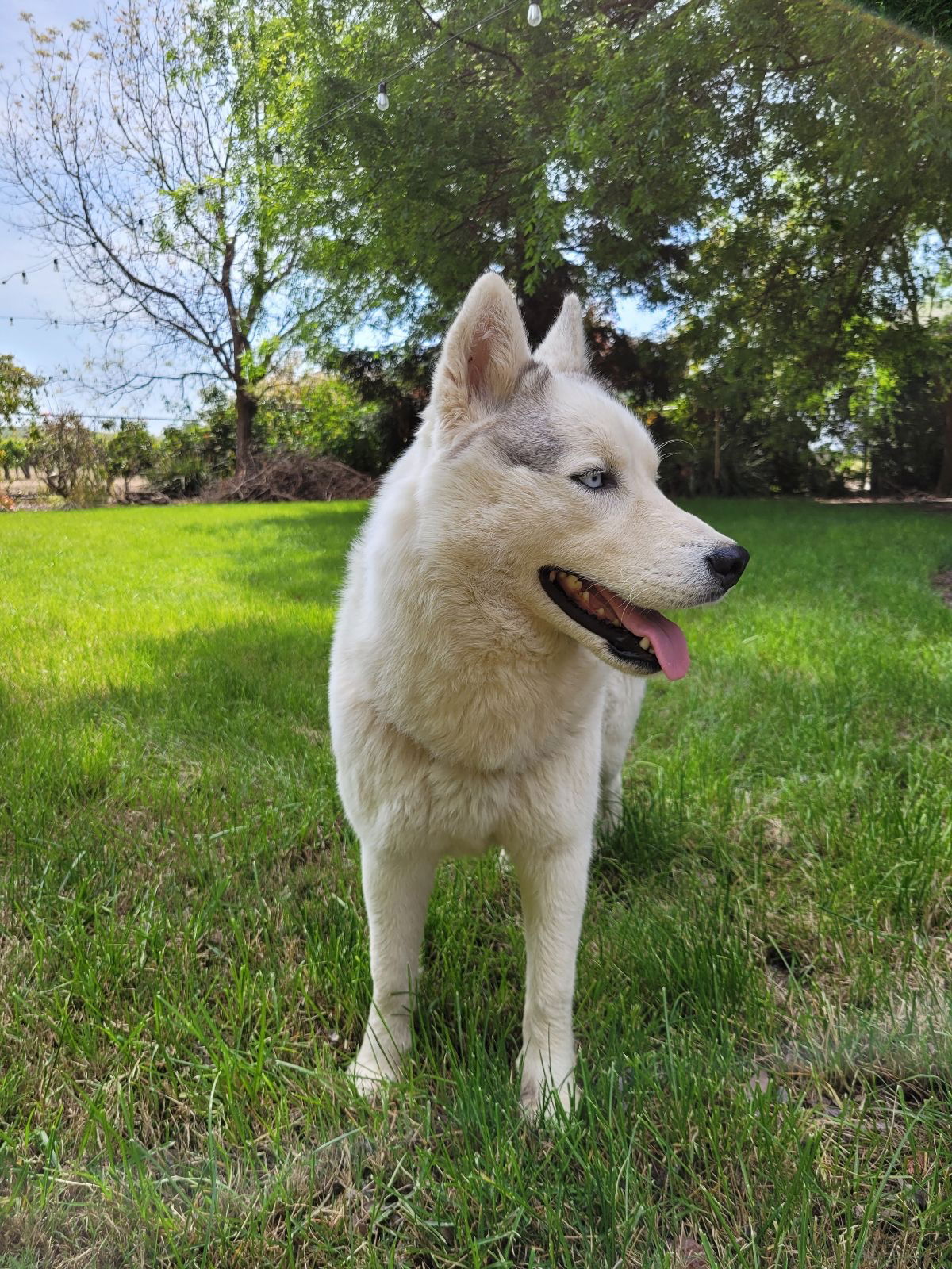 Dog for Adoption - Makita, a Siberian Husky in Santa Cruz County, CA ...