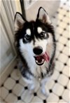 adoptable Dog in campbell, CA named Crickett