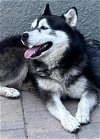 adoptable Dog in campbell, CA named Duke