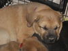 Rosalie-adoption pending