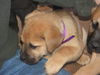 Rosalie-adoption pending