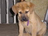 Rosalie-adoption pending