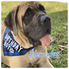Hercules