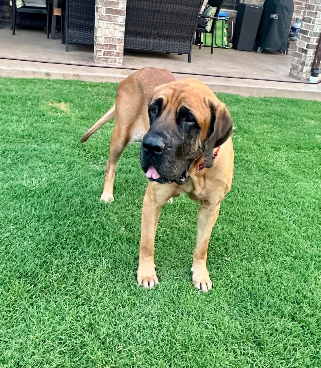 Dog for Adoption Mattie, a Mastiff in Goldsby, OK Alpha Paw