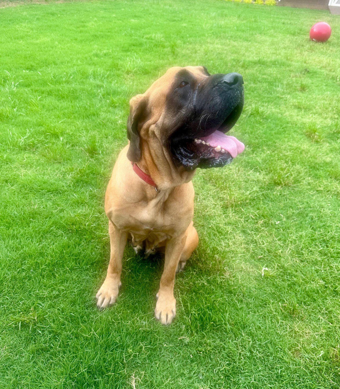 Dog for Adoption Mattie, a Mastiff in Goldsby, OK Alpha Paw