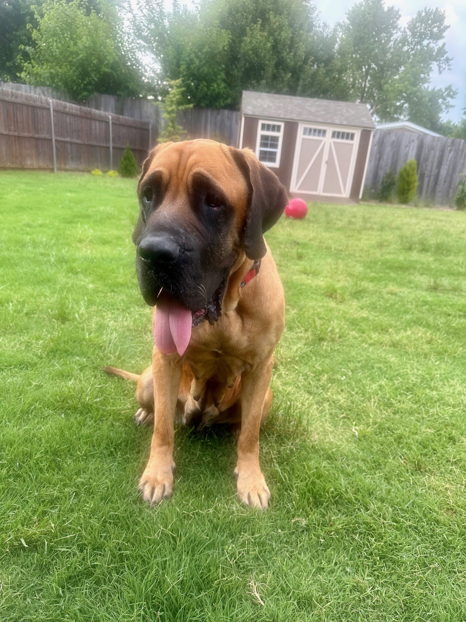 Dog for Adoption Mattie, a Mastiff in Goldsby, OK Alpha Paw