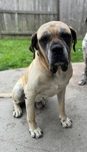 adoptable Dog in Edmond, OK named Luke - Medical Hold