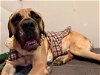 adoptable Dog in  named Gus - Medical Hold