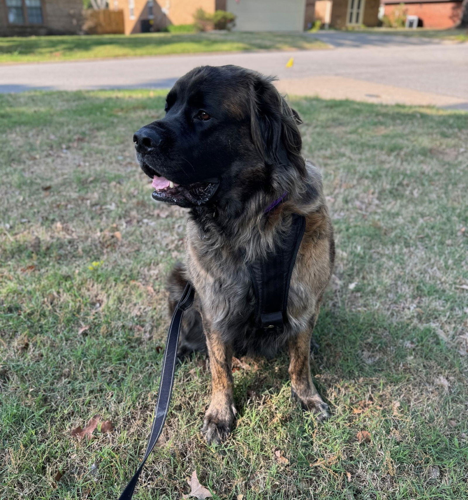 adoptable Dog in Edmond, OK named Mia