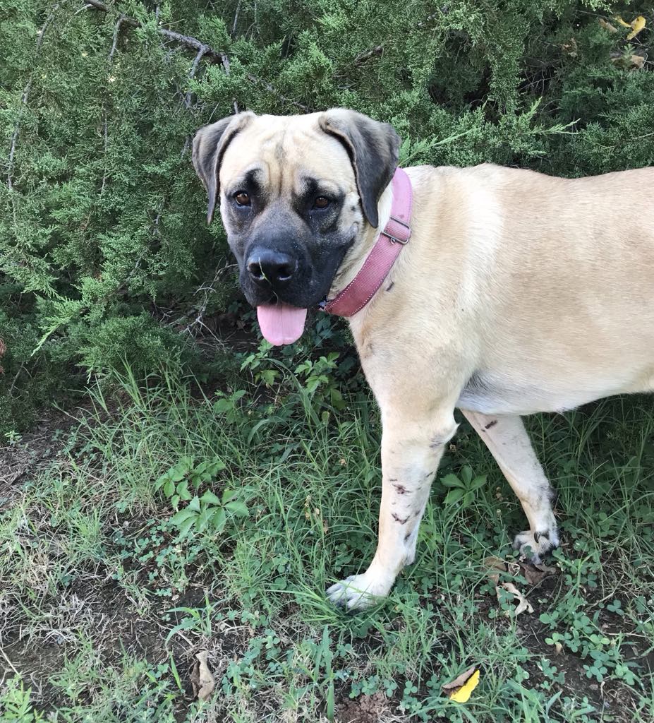 adoptable Dog in Edmond, OK named Daisy Peaches