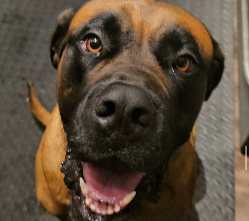 adoptable Dog in Edmond, OK named Nala