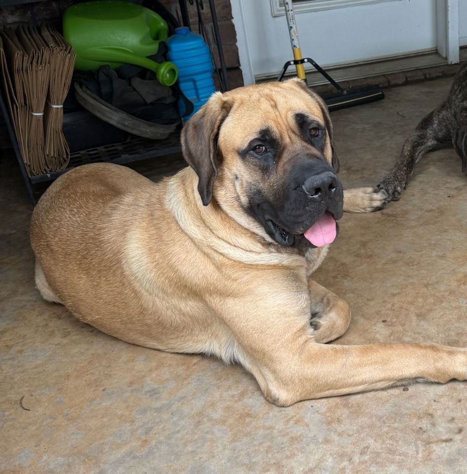 adoptable Dog in Edmond, OK named Shaw