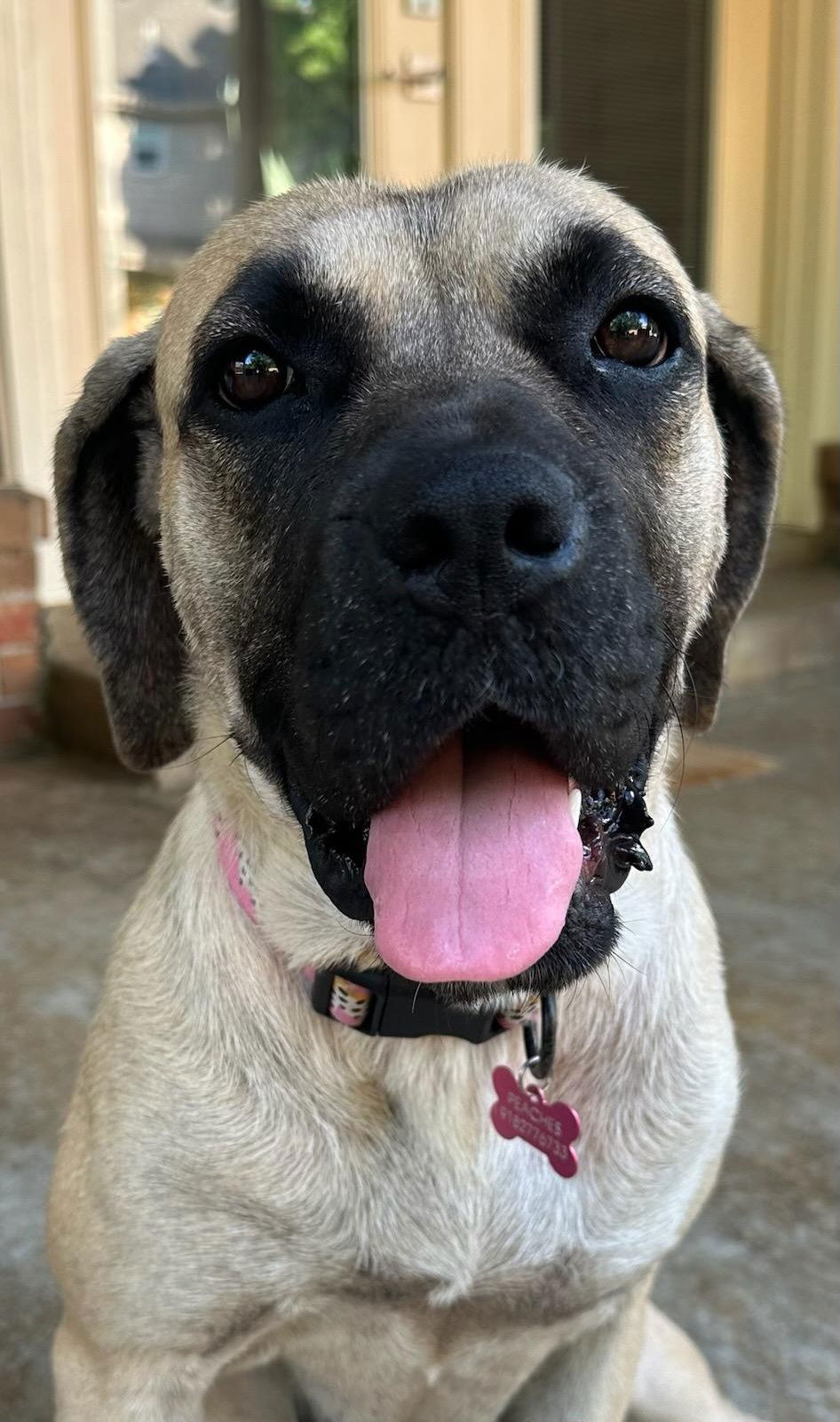 adoptable Dog in Edmond, OK named Peaches