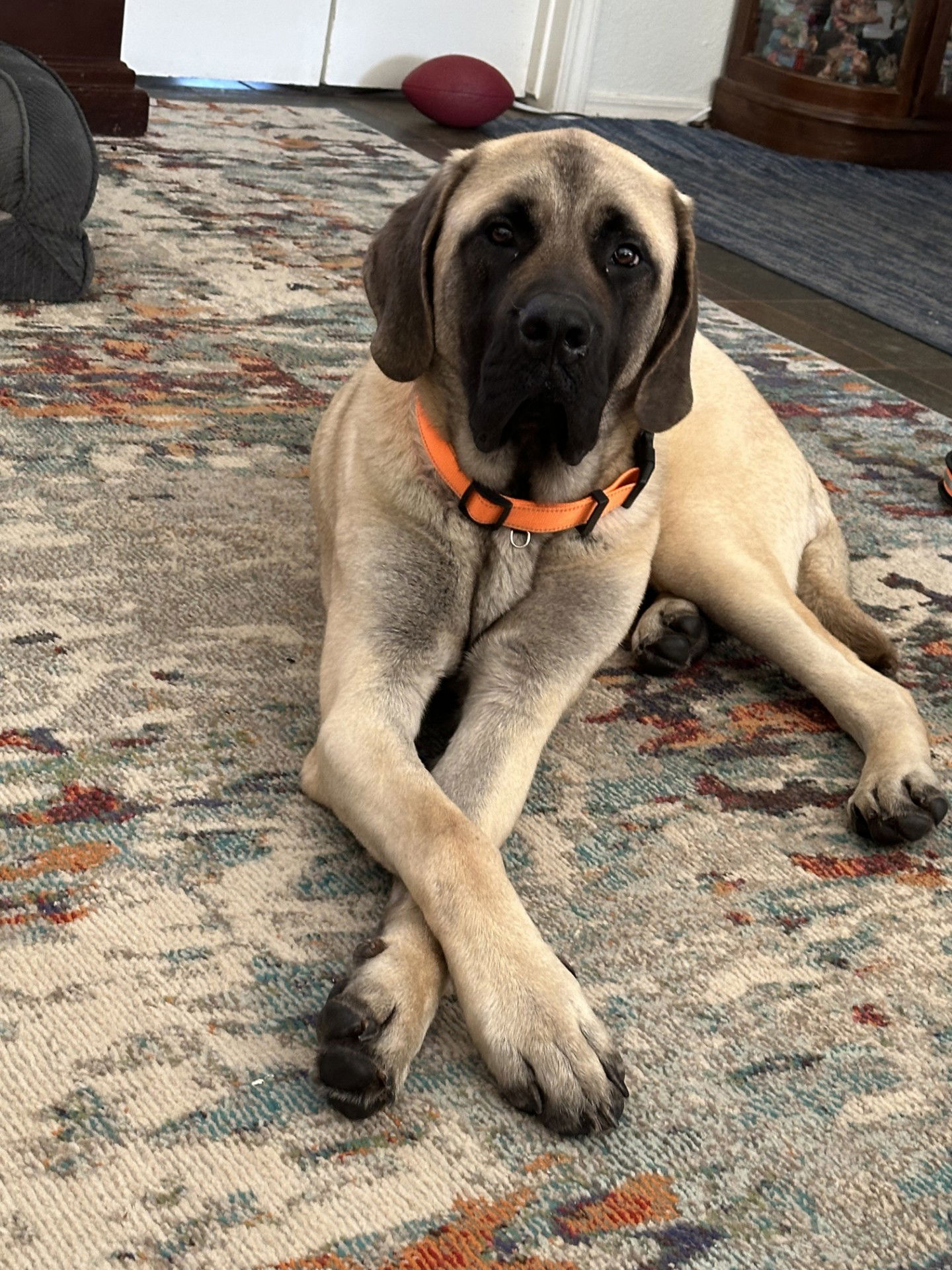 adoptable Dog in Edmond, OK named Saint