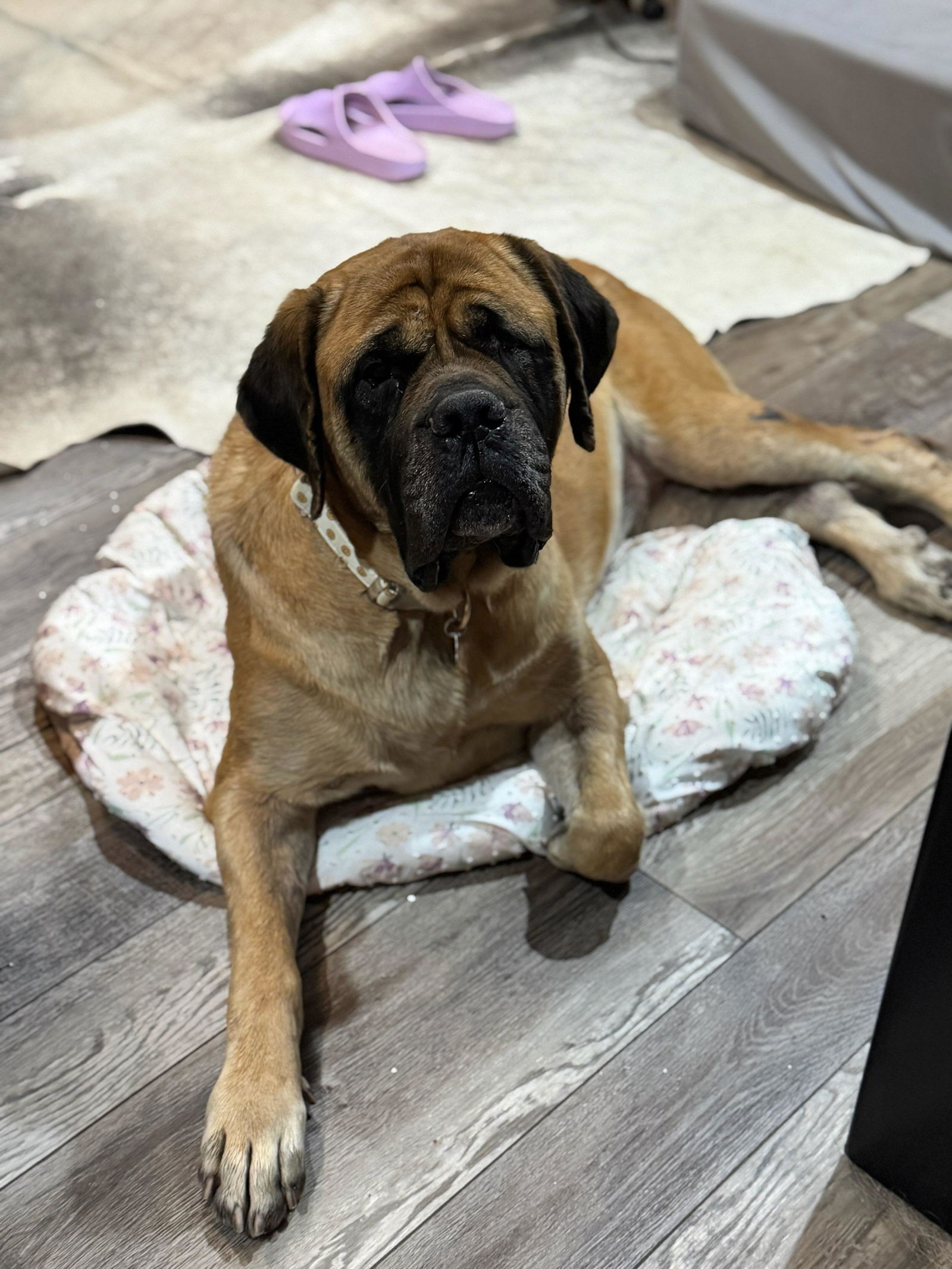 adoptable Dog in Edmond, OK named Cider