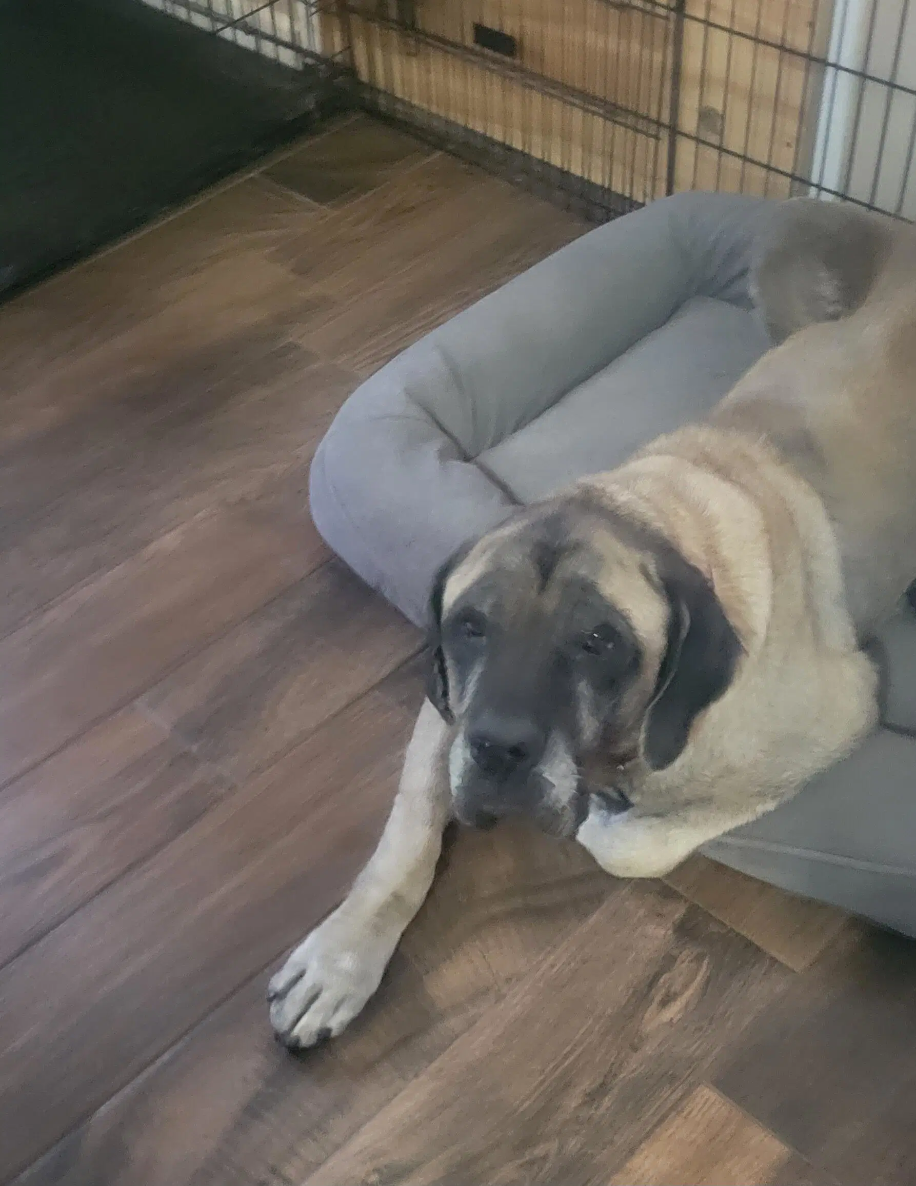 Franny - Medical Hold - Mastiff