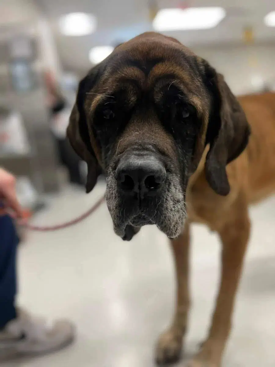 Maggie - For The Love Of Mastiffs - Mastiff