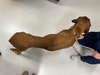 Maggie - Medical Hold