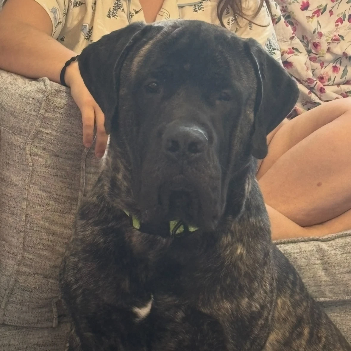 Bruno
