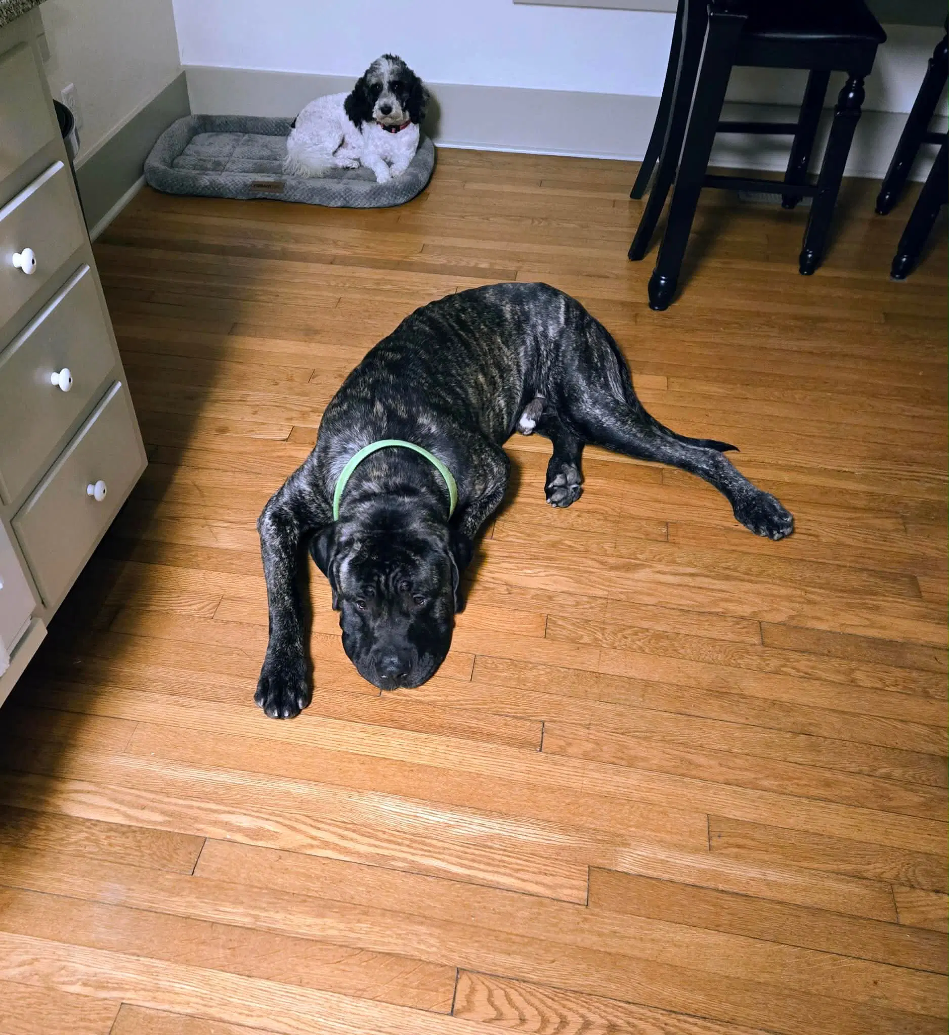 Bruno image 2