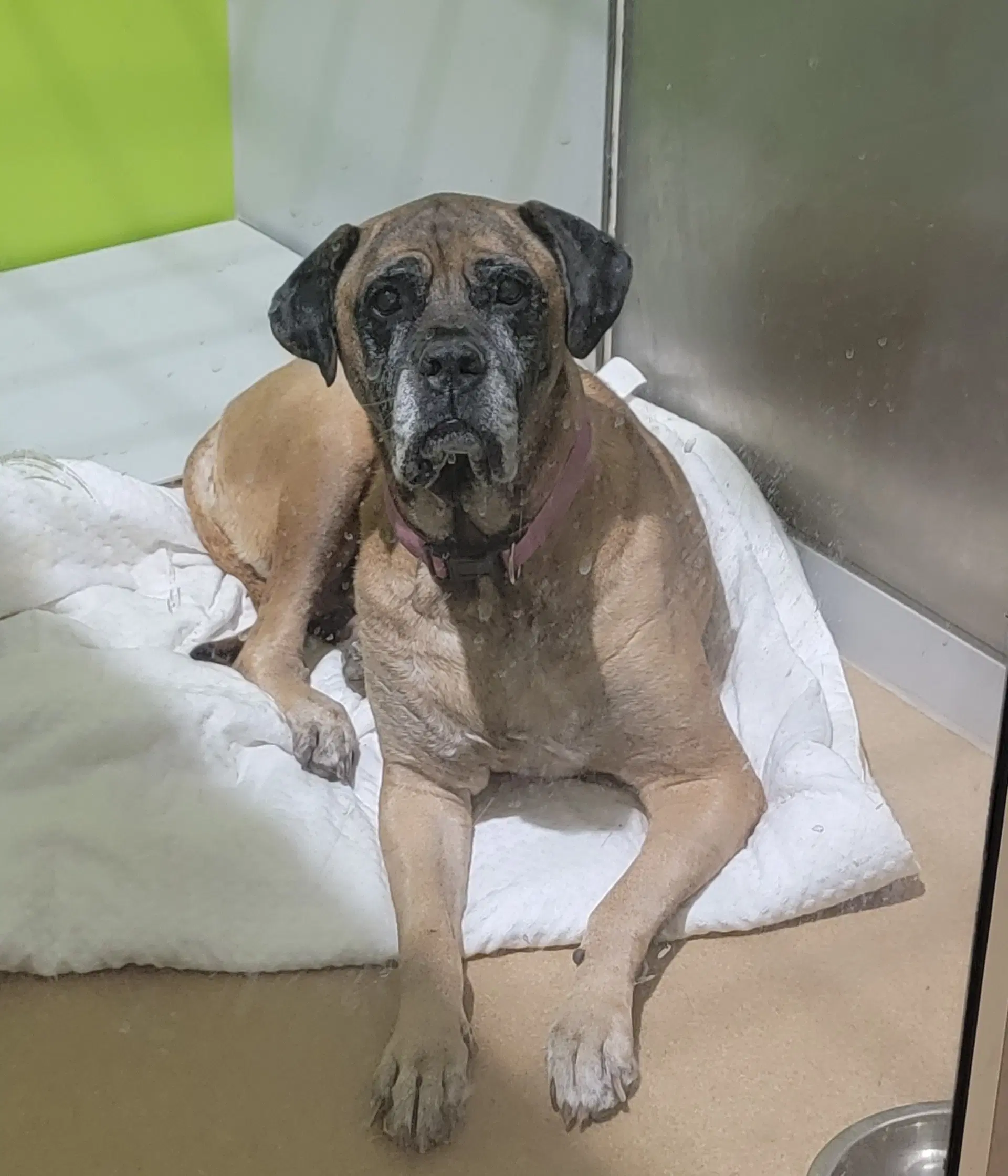 Piper - For The Love Of Mastiffs - Mastiff