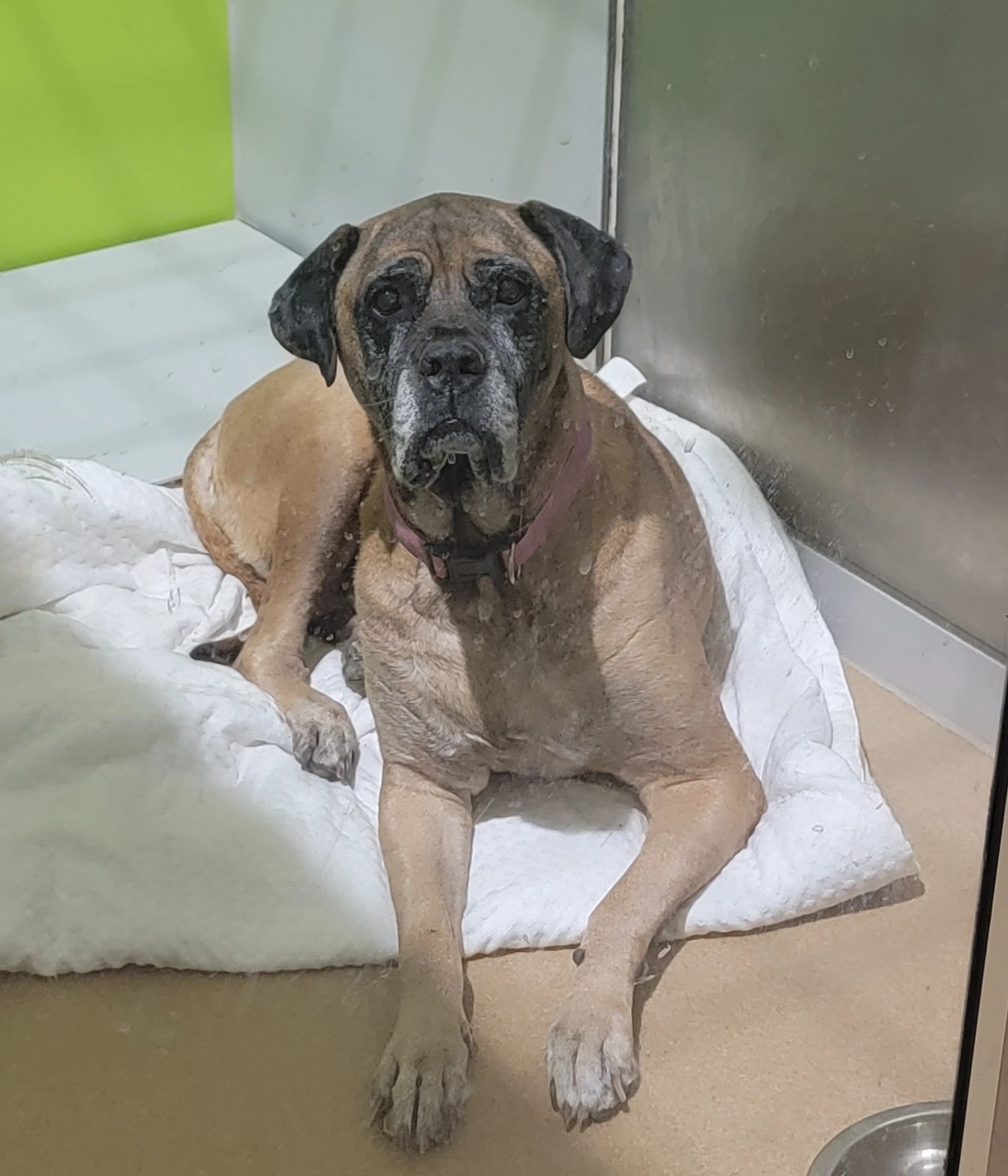 Piper - For The Love Of Mastiffs