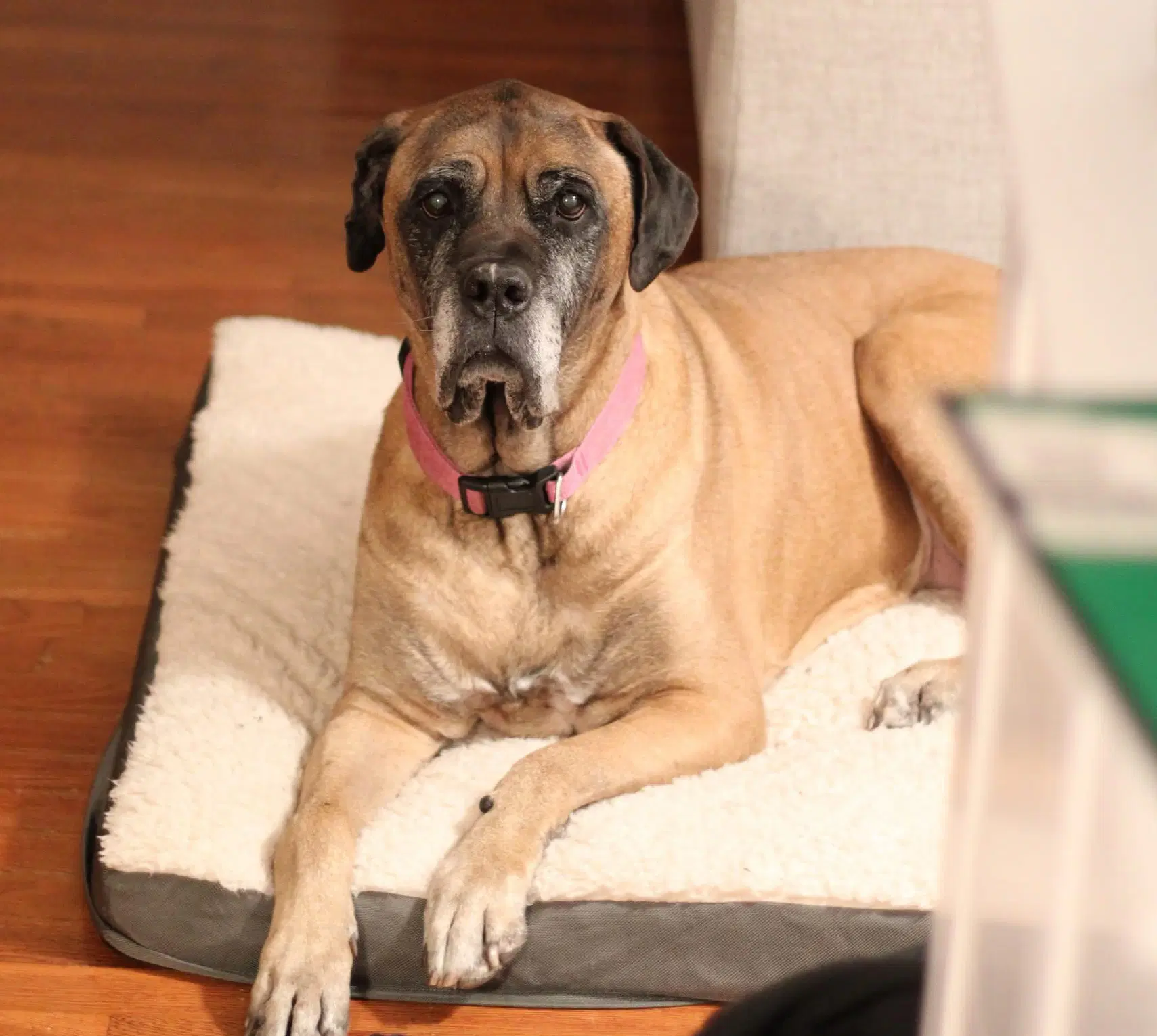 Piper - For The Love Of Mastiffs image 2