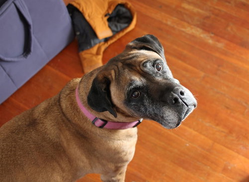 Piper - For the Love of Mastiffs, photo 3