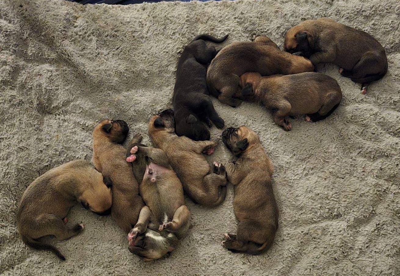 Maisy's Puppies - Mastiff