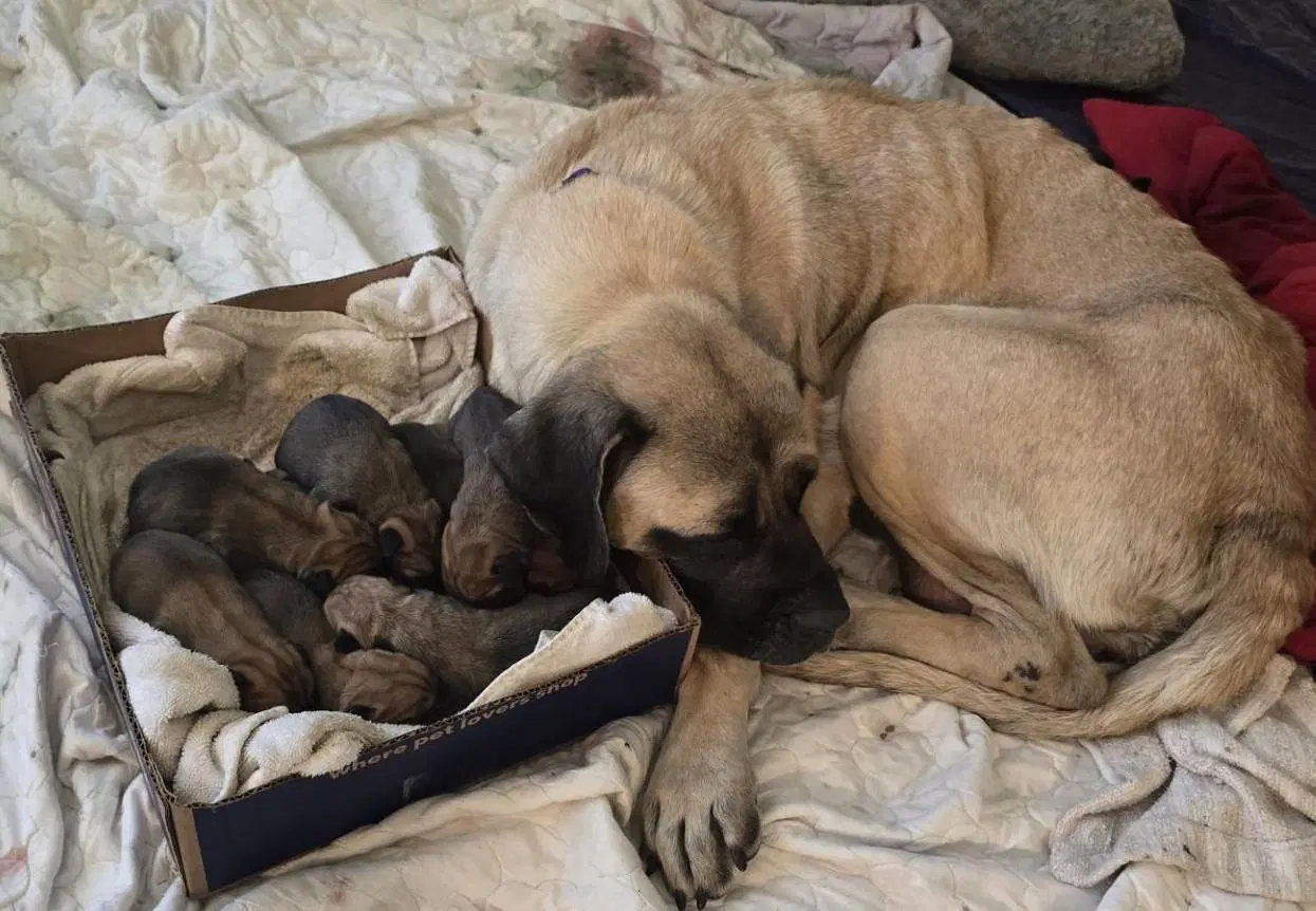 Maisy's Puppies image 2