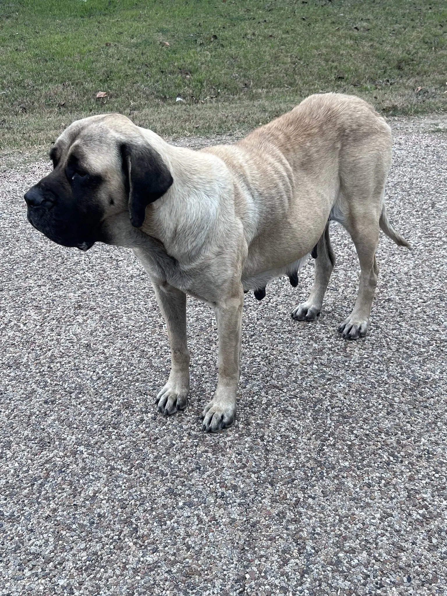 Maisy - Medical Hold - Mastiff