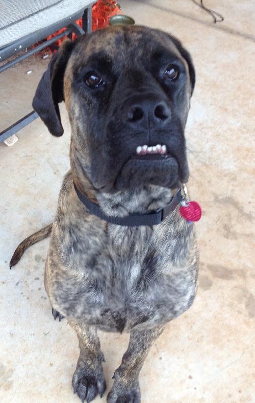 Brindle great dane cheap mastiff mix