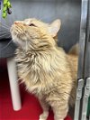 adoptable Cat in , OH named MYLA