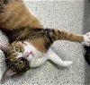 adoptable Cat in bowling green, OH named TEAVANA