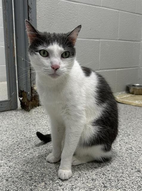 adoptable Cat in Bowling Green, OH named SMOKEY