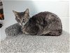 adoptable Cat in bowling green, OH named TOMMY