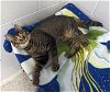 adoptable Cat in green, OH named SHELLY