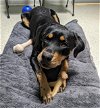 adoptable Dog in , OH named PAISLEY