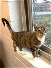 adoptable Cat in green, OH named THUMBELINA