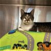 adoptable Cat in green, OH named SCOOBY-DOO