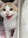 adoptable Cat in  named MAYONAISE OF CHAOS