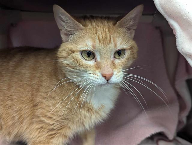 adoptable Cat in Bowling Green, OH named ELEANOR RIGBY